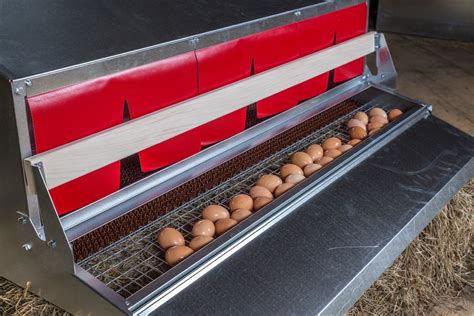 extra large stainless steel commercial rollaway chicken nest box|roll out chicken nest box.